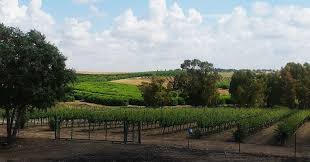 יקב גלאי — תמונת כותרת