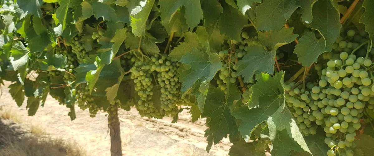 יקב שומריה — תמונת כותרת