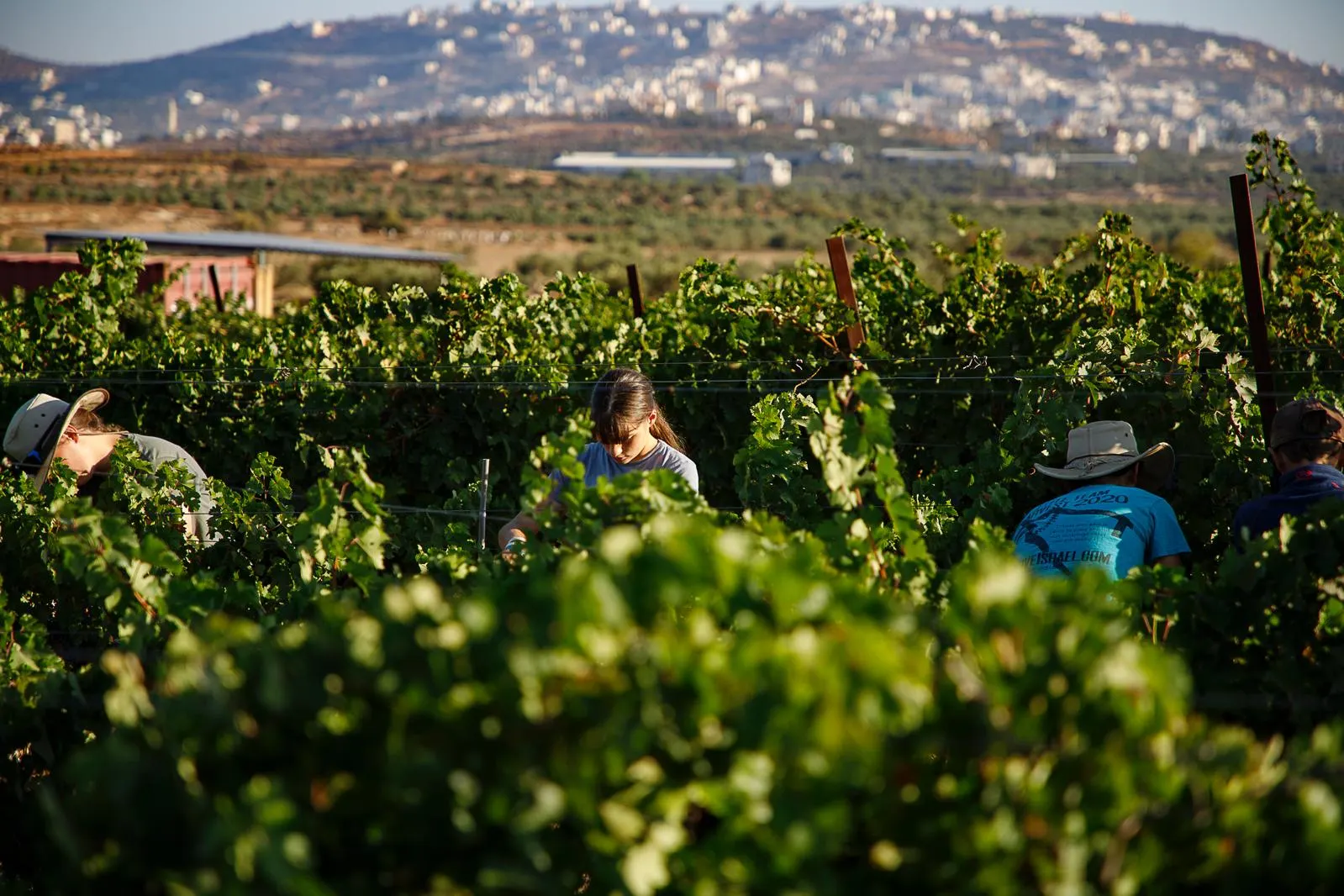יקב חרל"פ — תמונת כותרת
