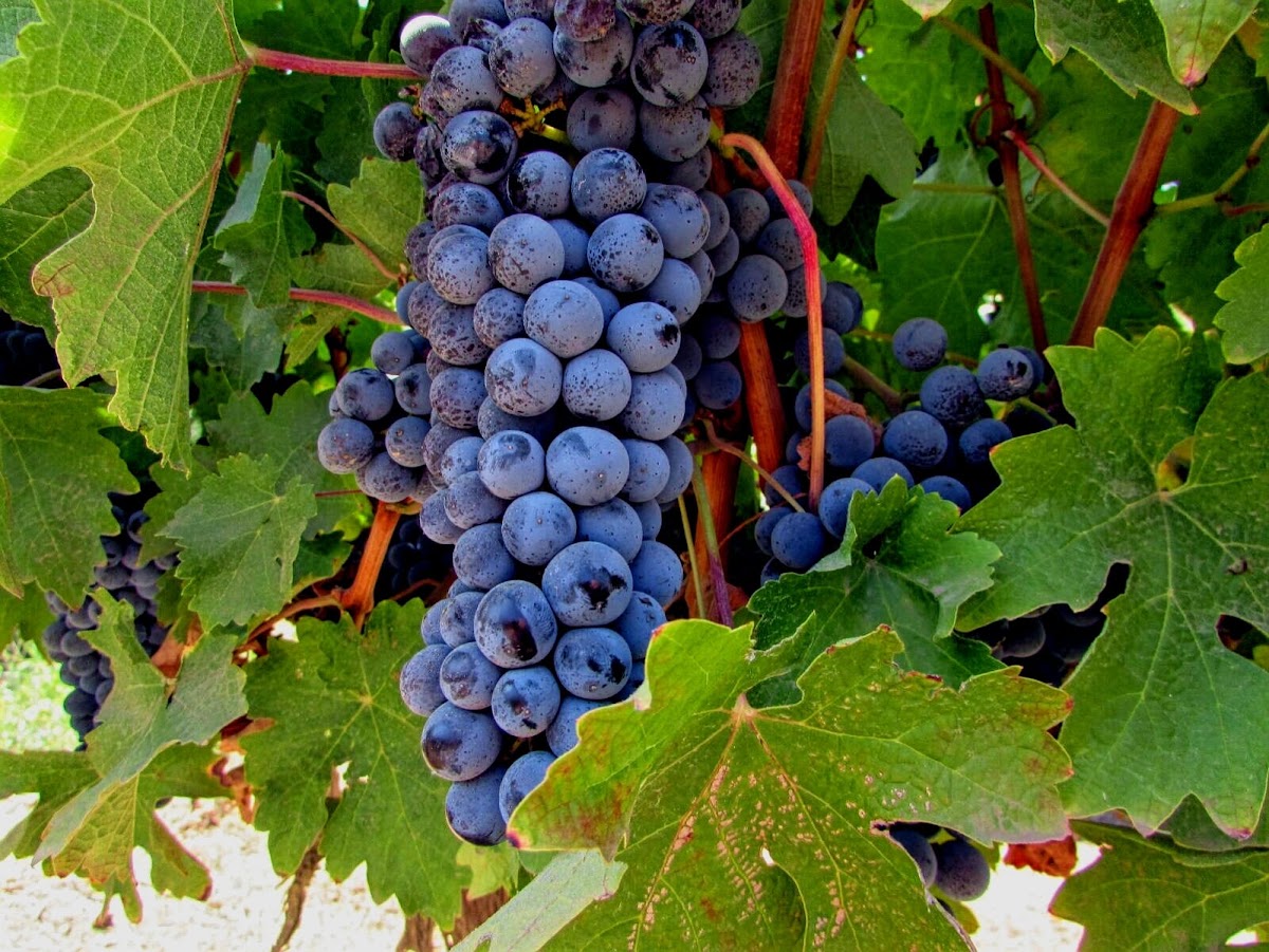 יקב שאטו רמו chateau-remo winery — תמונת כותרת